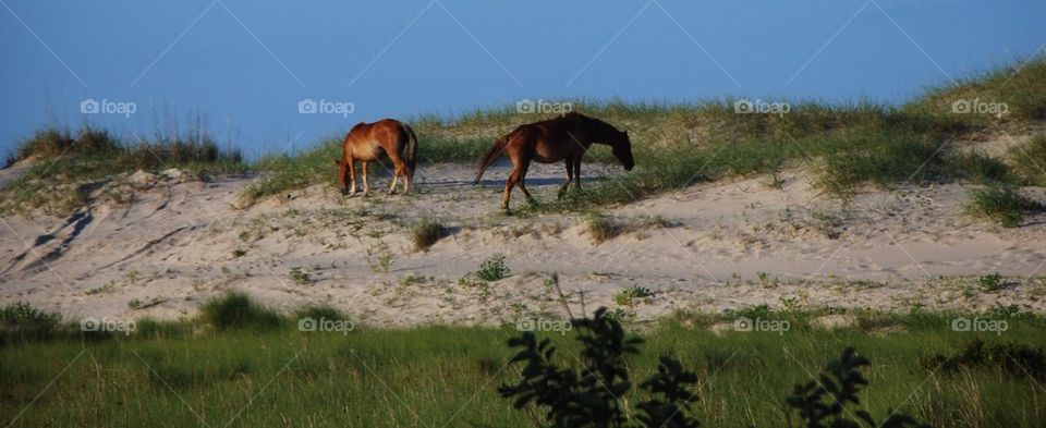 Horses grazing on sand dunes