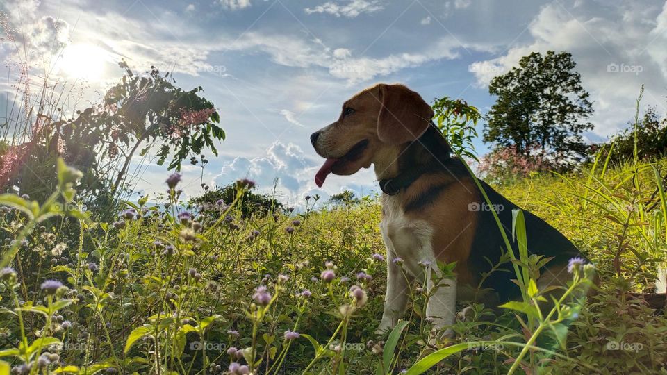 Bucolic natural landscape with cute beagle dog