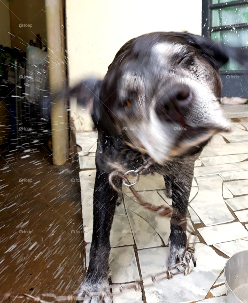 It's bath time and the dog does not like that moment.
