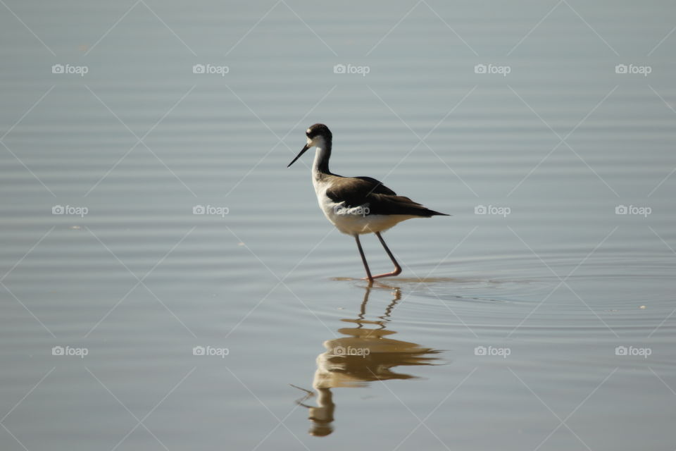 Black necked stilt 