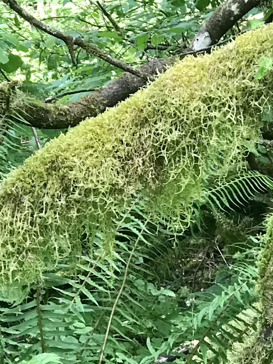 Green mossy log.?