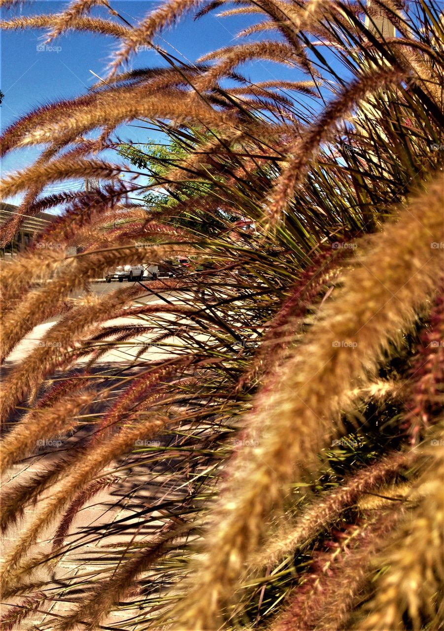 Brown foliage California 