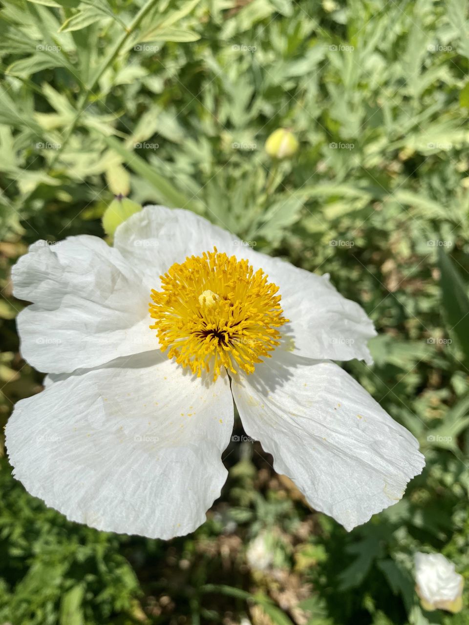 White flower in the bonatical garden 