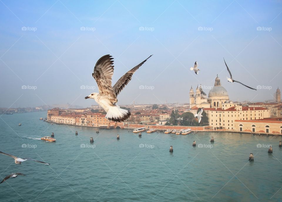 Seagulls flying over Venice