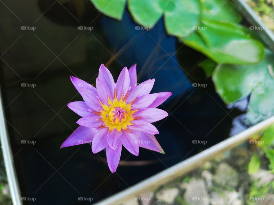 Close-up of purple lotus flower.