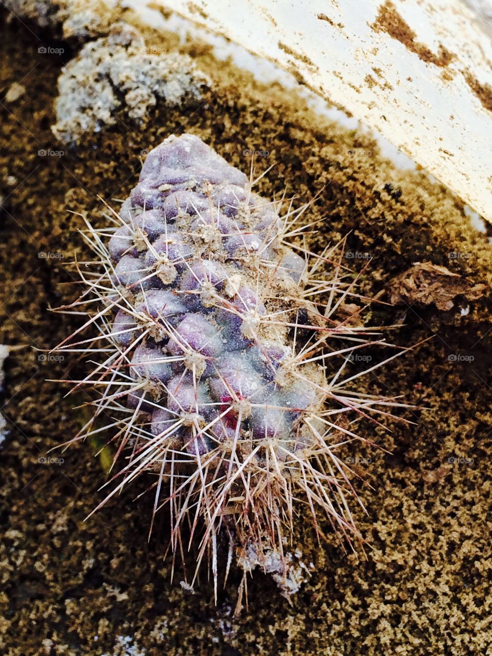 Sharp cactus