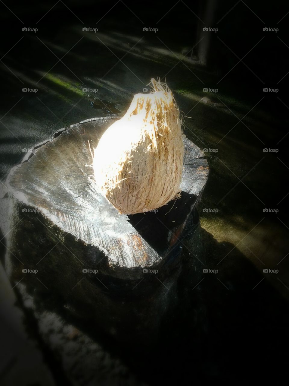 coconut#"Cocos nicufera"