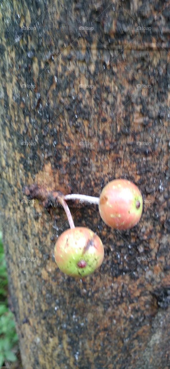 This tree bears fruit on the main tree in all parts of the tree body