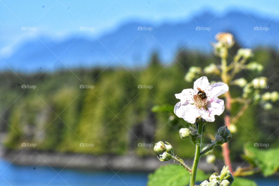 A bee sucking pollen out of a light pink flower with the coastal views of Meares Island as the backdrop. 