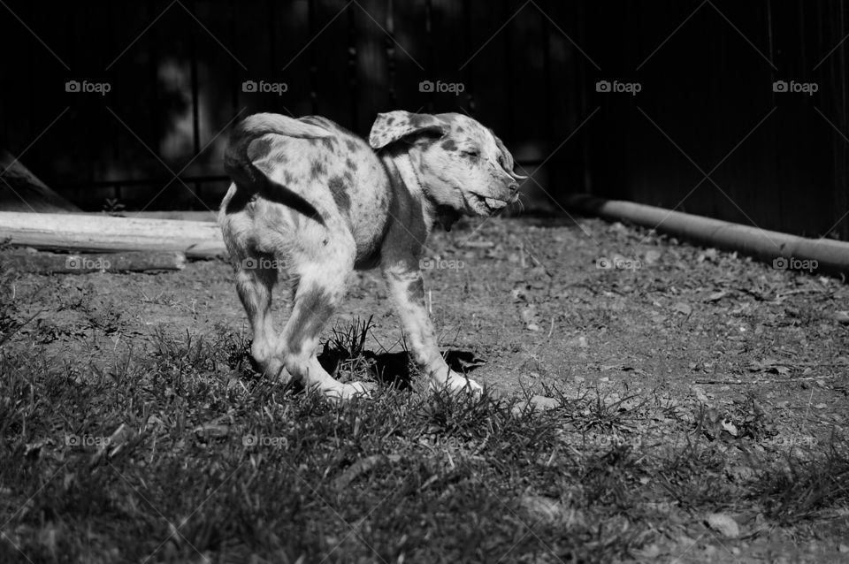 Dog, Mammal, Animal, Monochrome, Canine