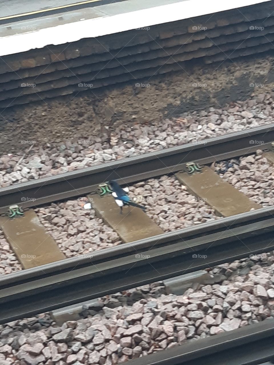 magpie on train tracks