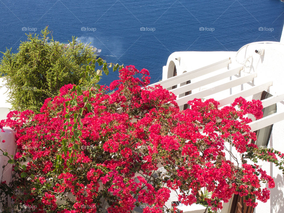 Bougainvillea flowers. 