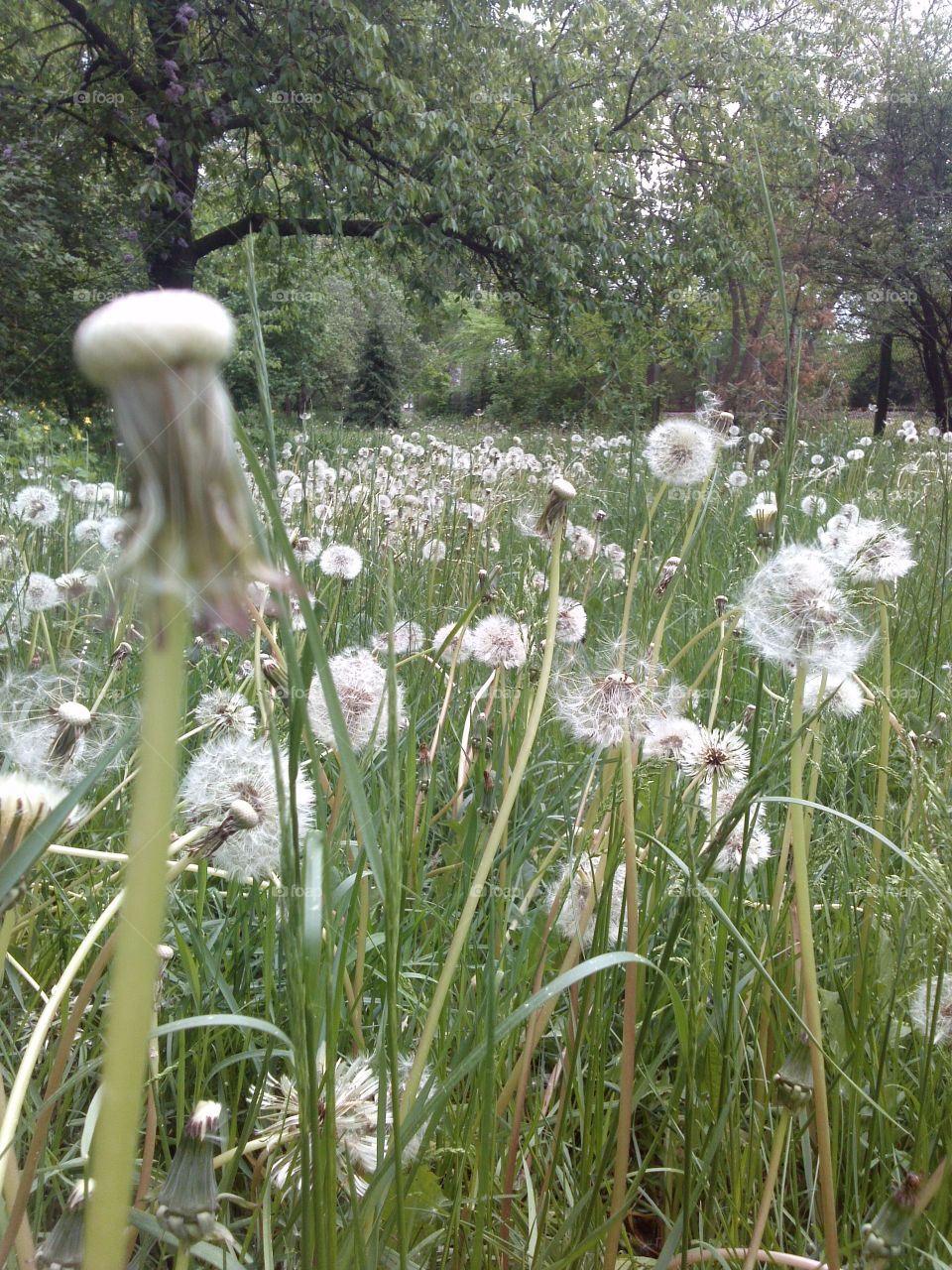 Sow-thistle