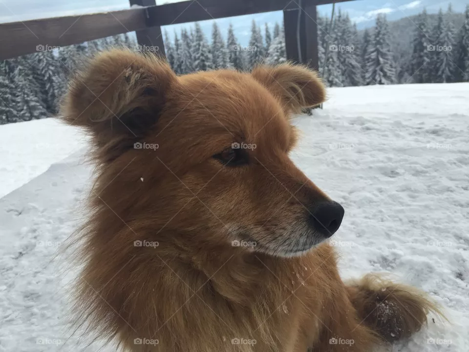 Dog