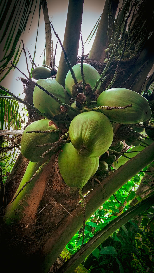 coconut