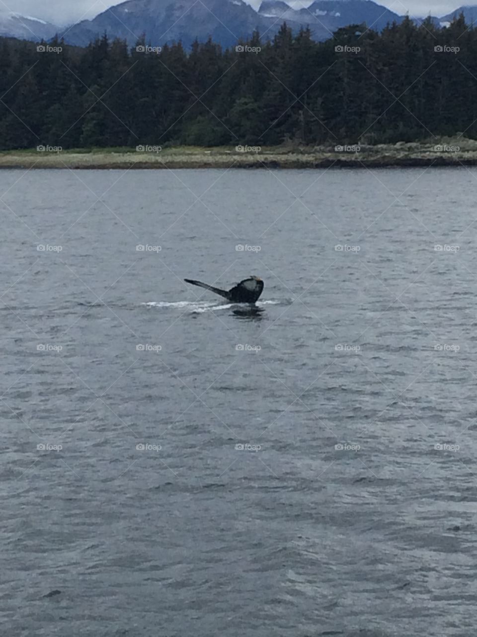 whale! 