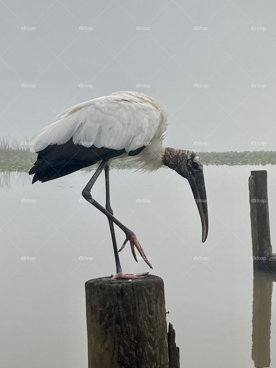 Big Floridian bird on a pier