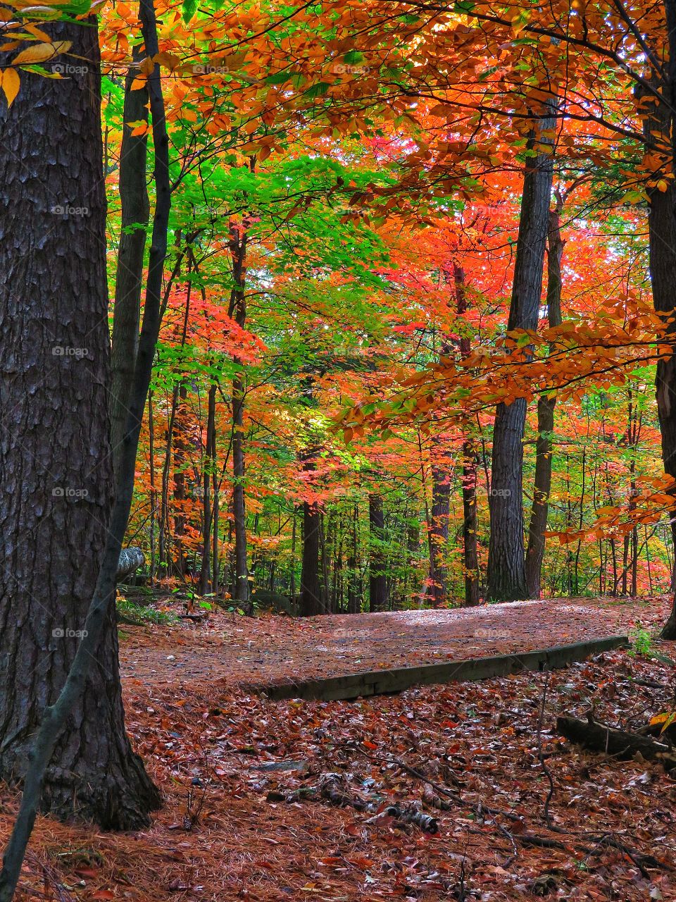 Fall Mont St -Bruno Québec