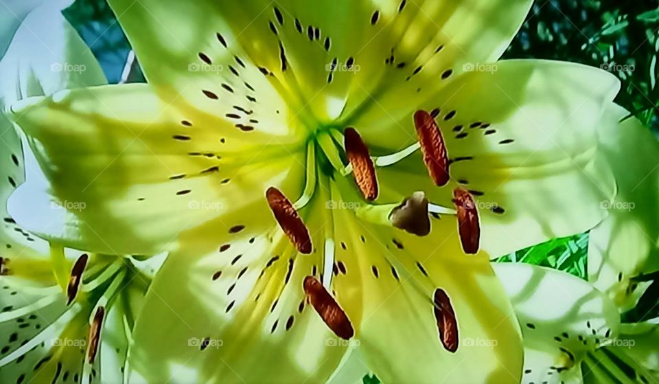 Lily flowers