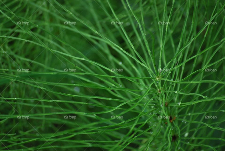 Green plant 
