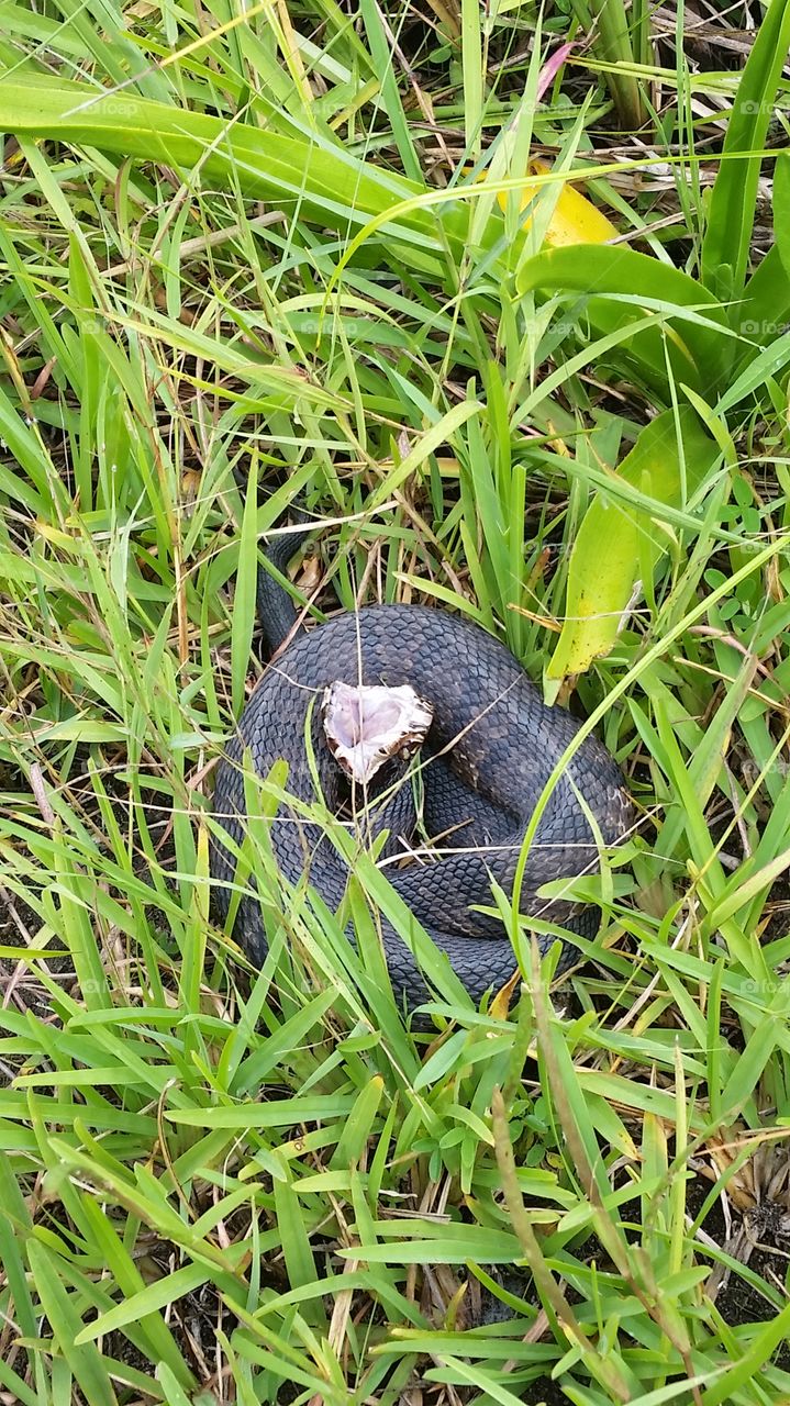 Cottonmouth in the Florida Everglades ready to strike.