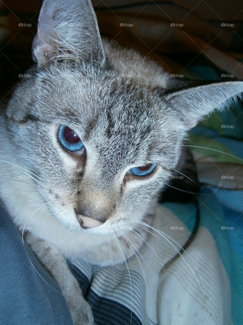 blue-eyed peepers