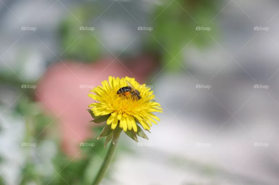 flora