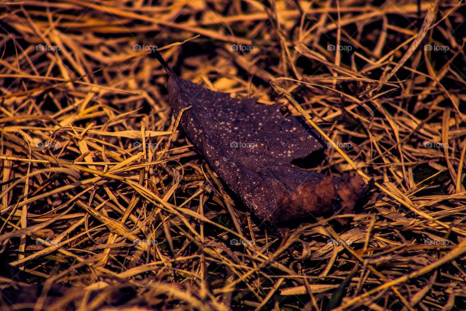 Black leaf with white spots sitting in the dead blades of grass