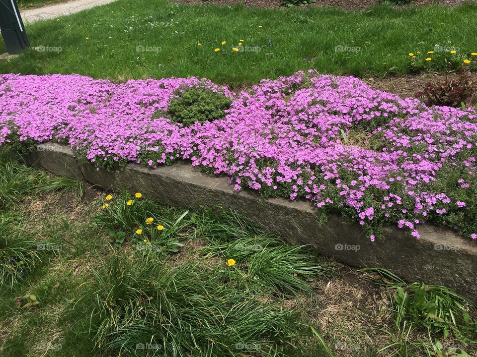Pink phlox