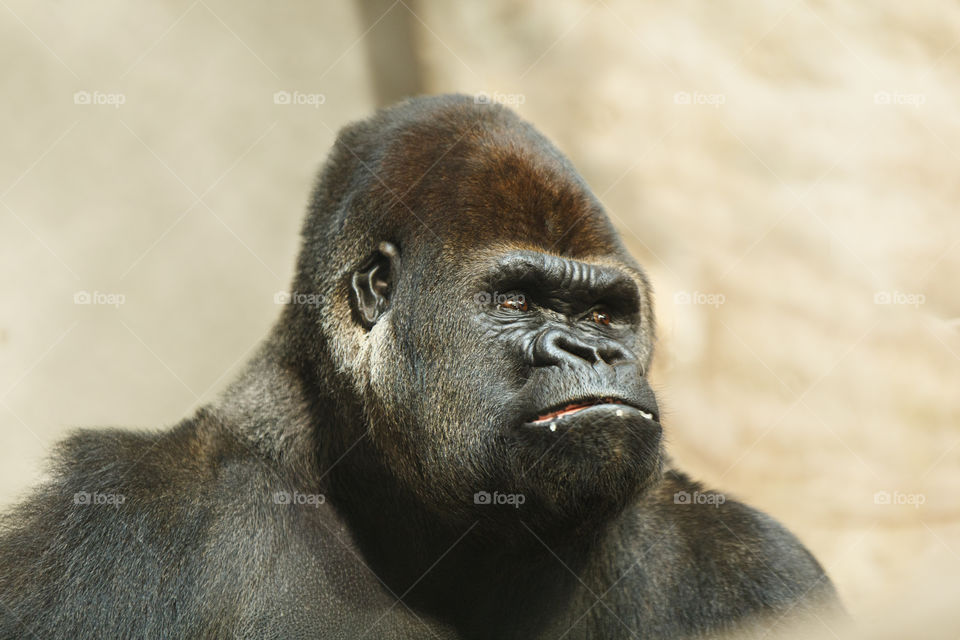 Gorilla 