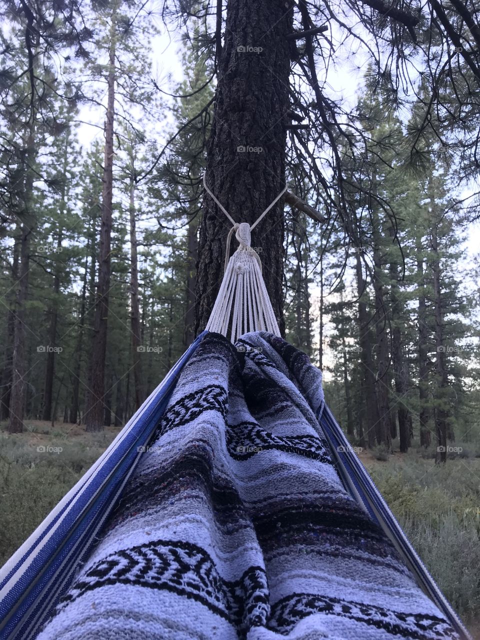 Enjoying a cold morning, laying in a hammock, while in the forest. 