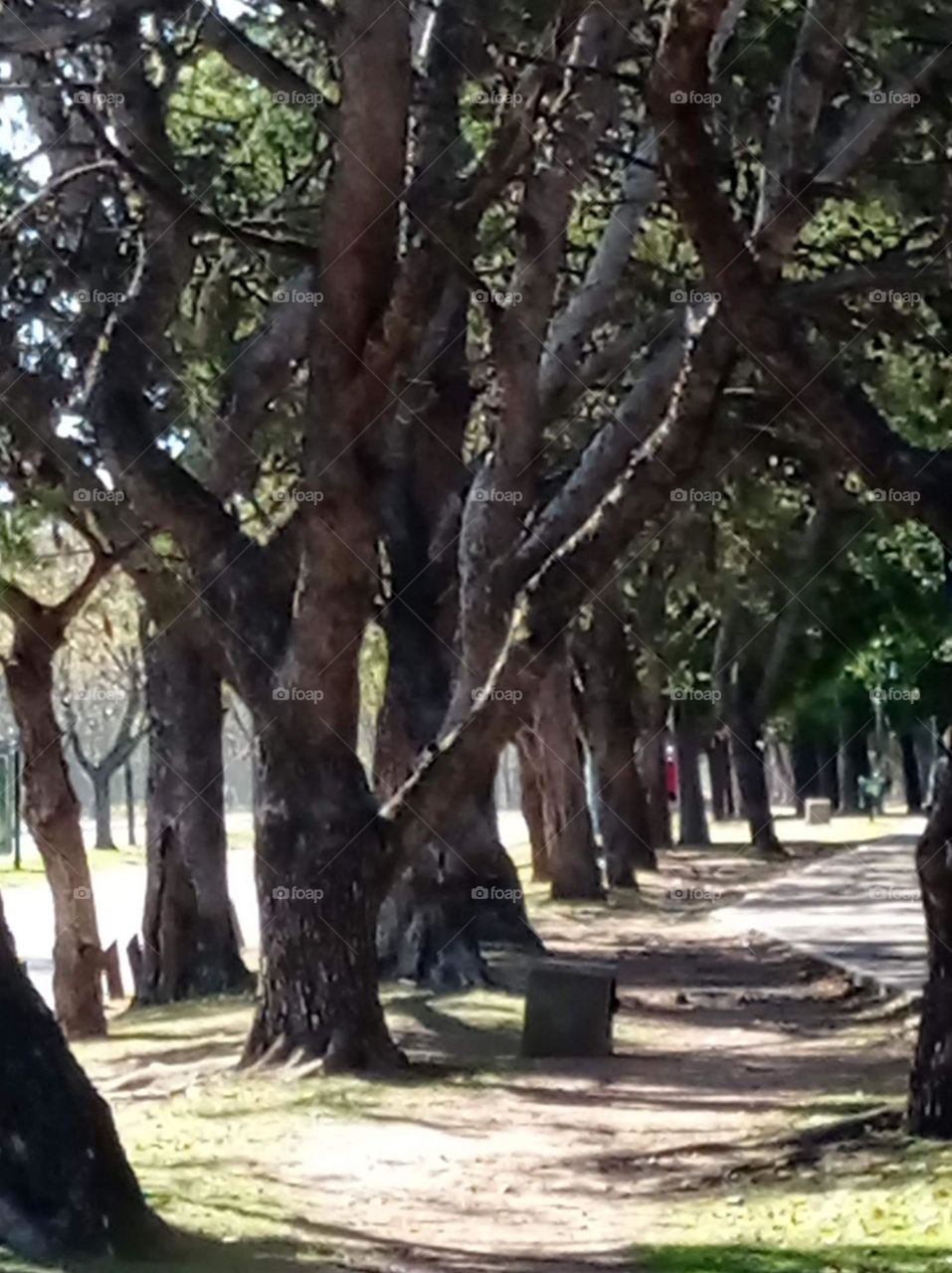 Walking under the shade of trees / caminando en la sobra de los arboles