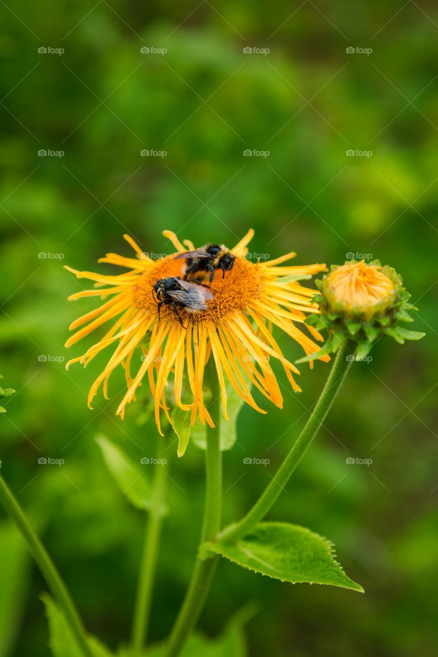 Nature, Insect, Flora, Summer, No Person