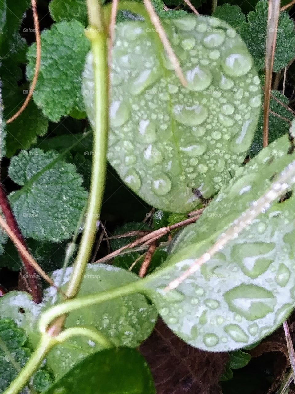 evidence of rain