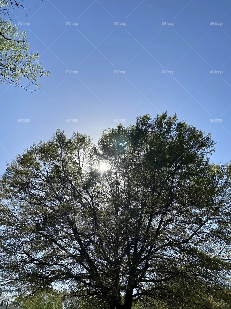 Green tree 