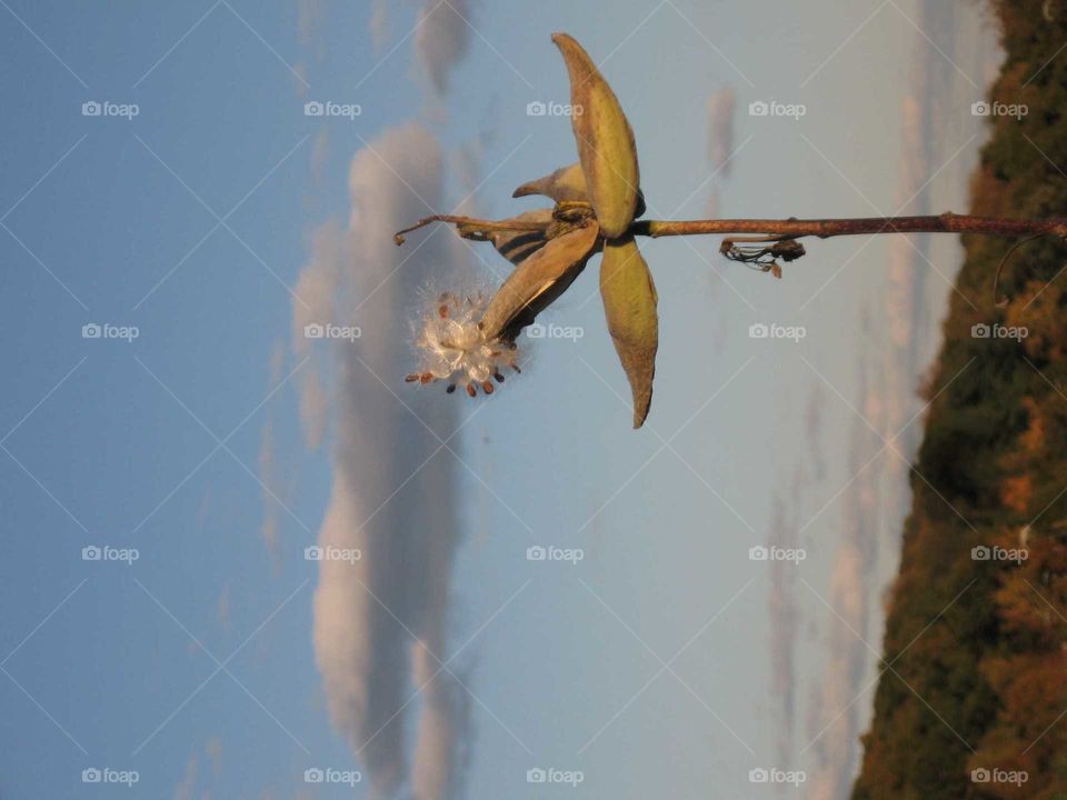 Dying Seeds of a Sunny Day