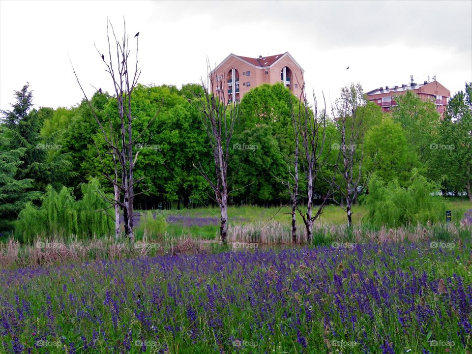 spring outdoor grass