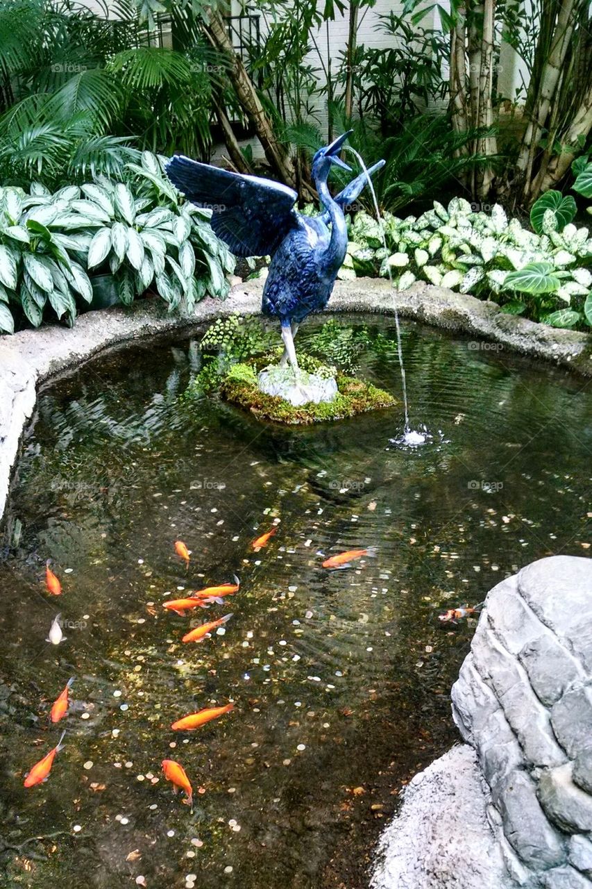 Koi Pond