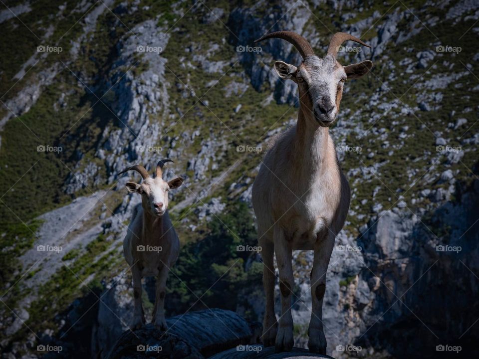 mountain goats