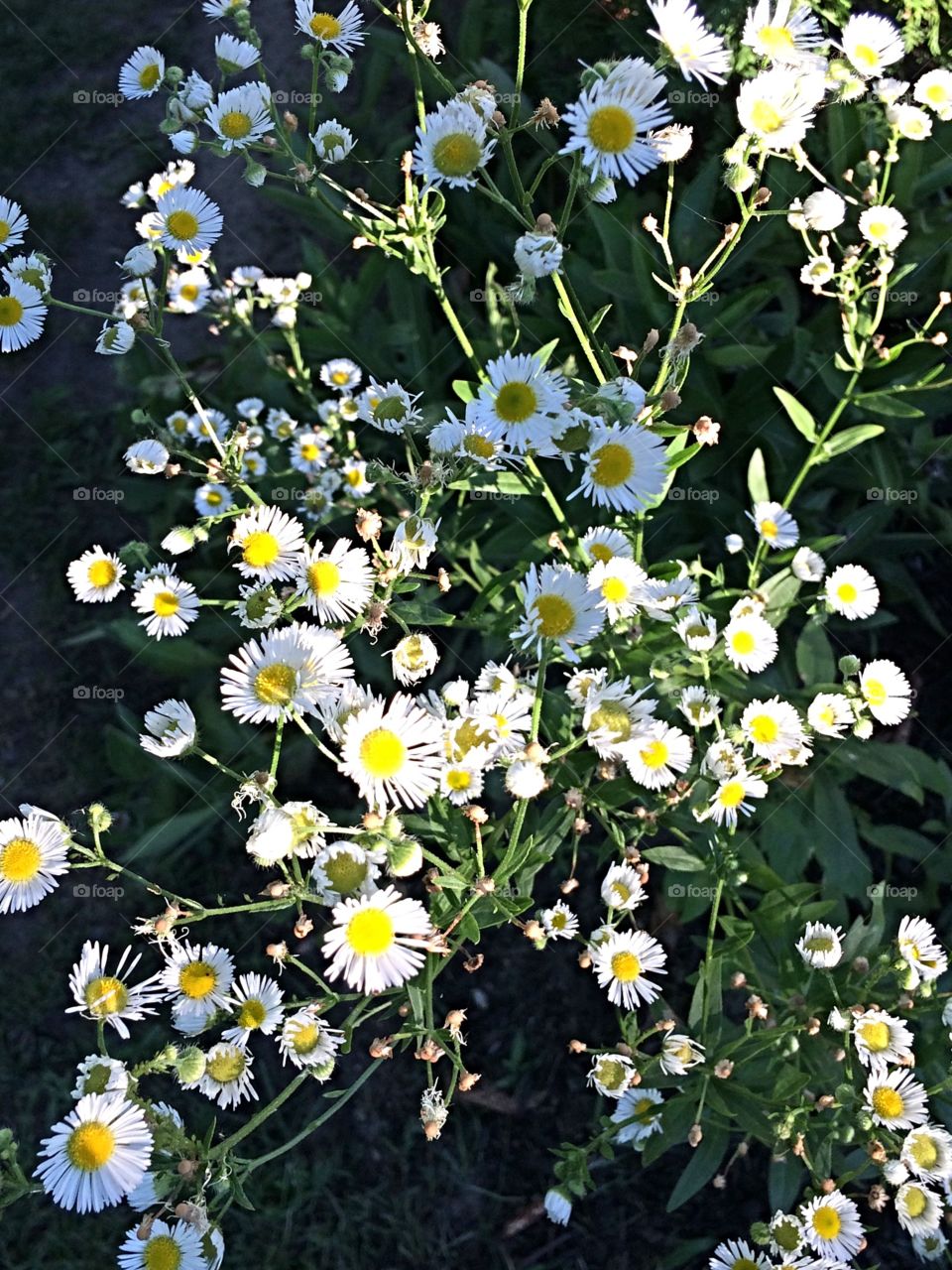 Miniature wild daisies
