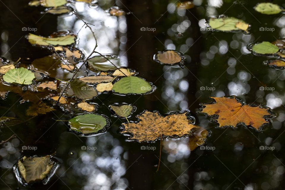 Beautiful fall leaves floating on the creek water with reflection from the forest 