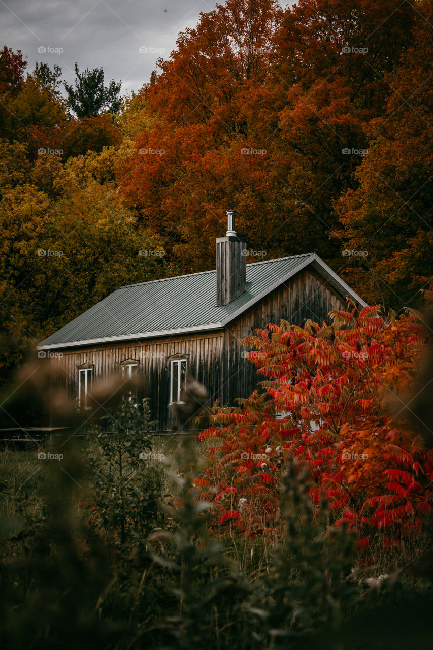 Gorgeous autumn 