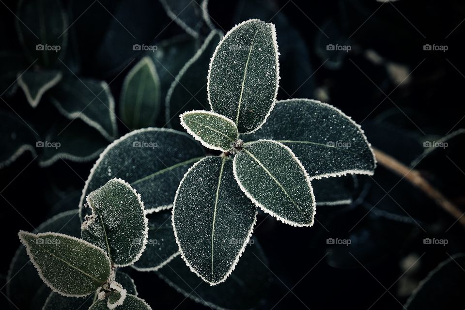 Frosty leaves