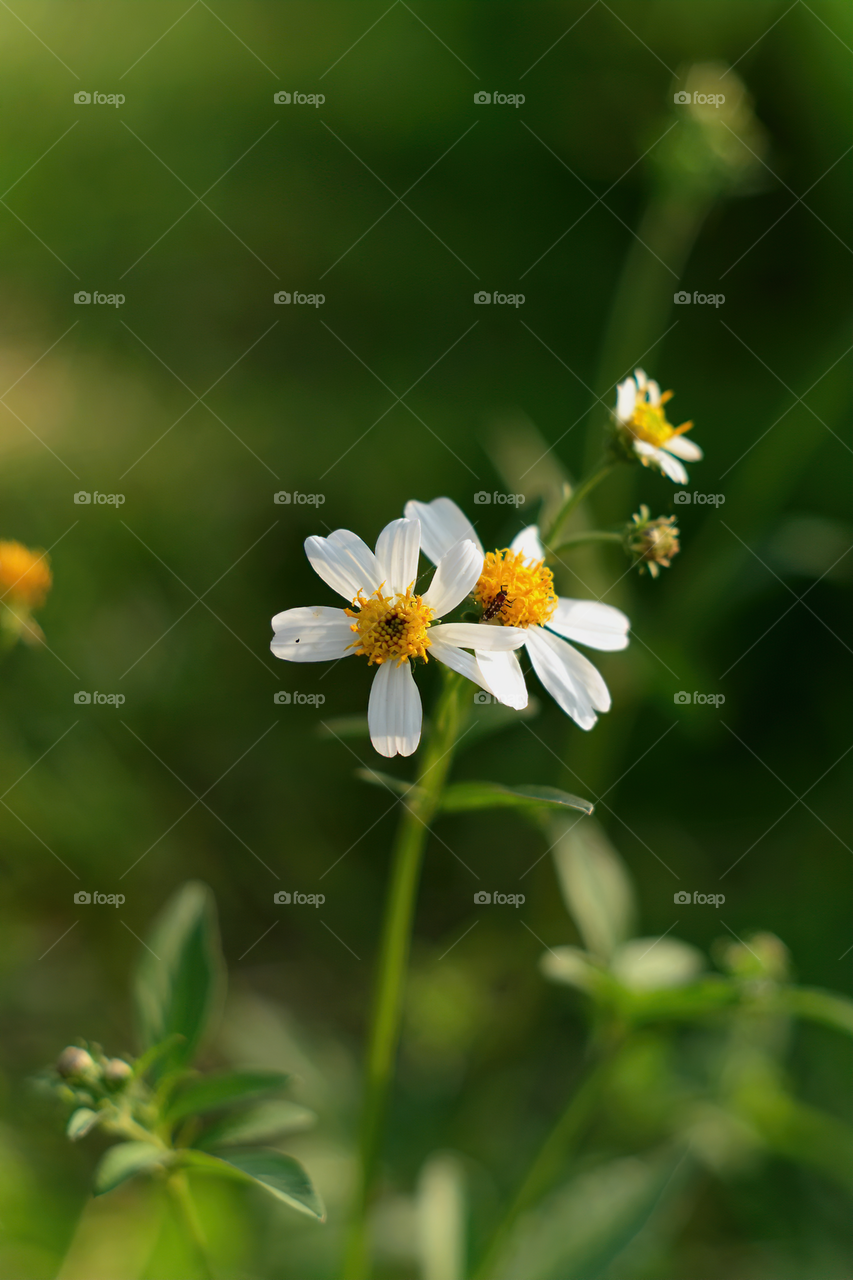 Bidens alba daisy