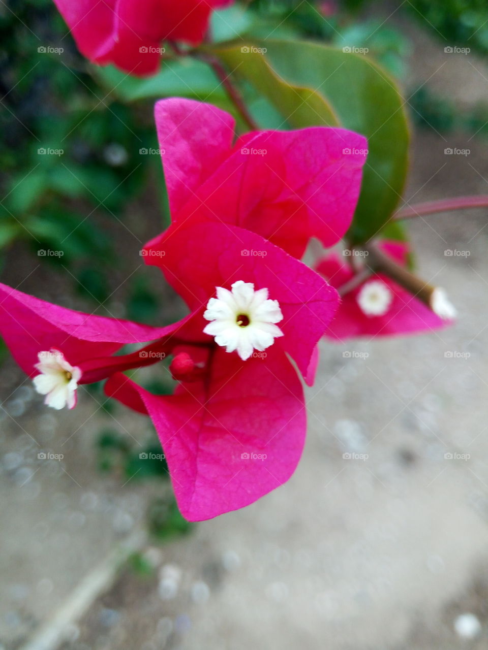 Flower, Nature, Flora, Garden, Summer