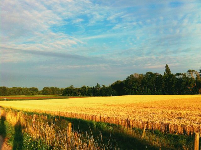 Wheat