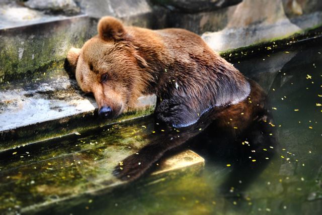 bear