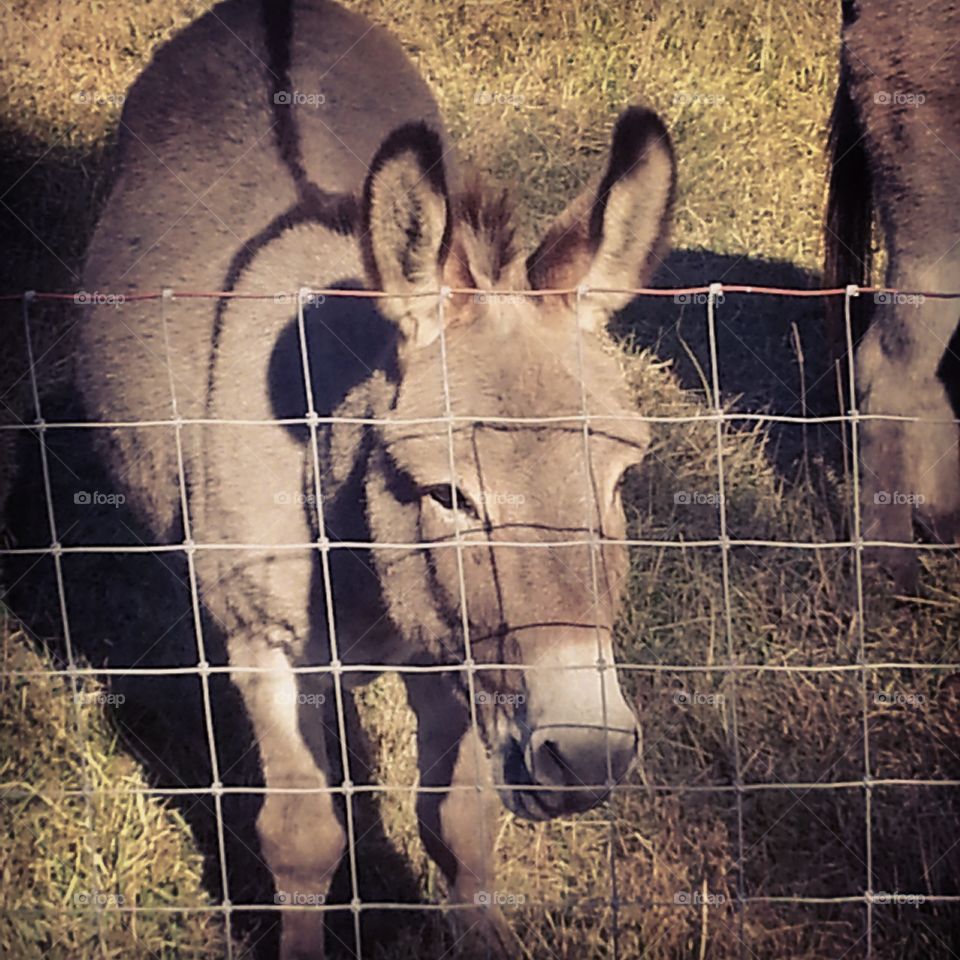 Donkey at the fence. donkey came to the fence for an apple