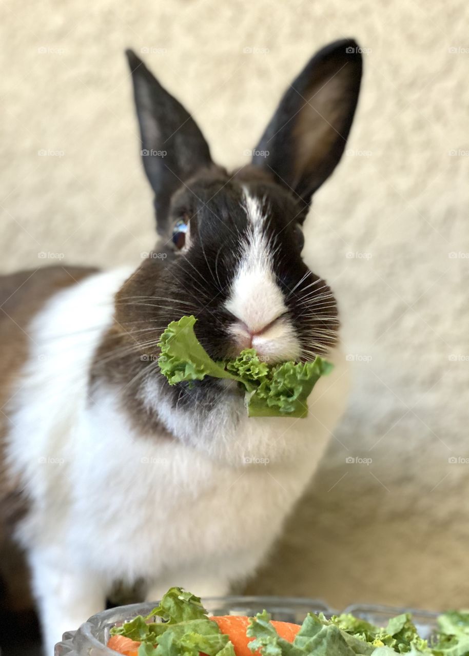 Chocolate Dutch bunny rabbit eating kale