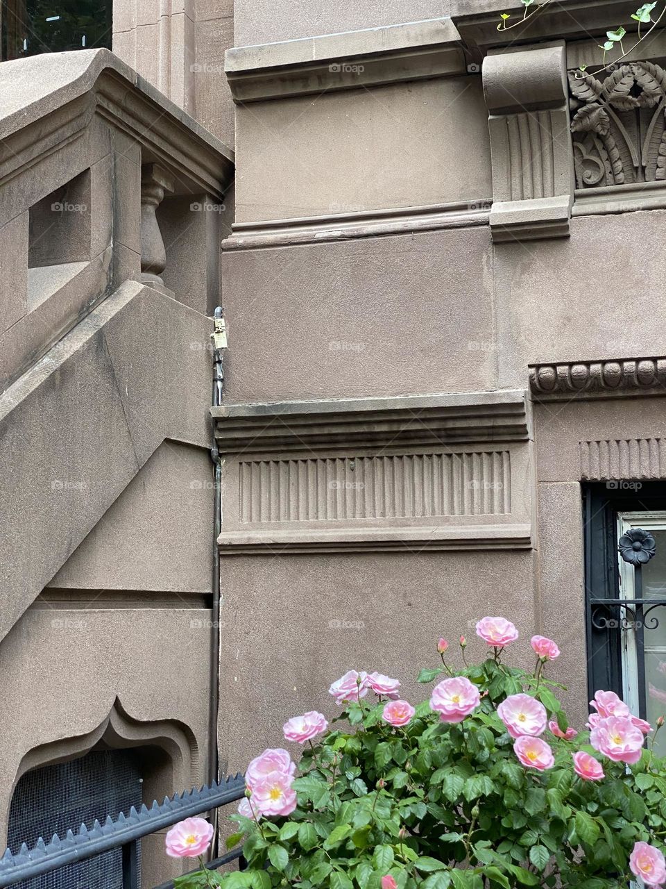 Pink roses in front of the light brown building.